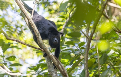 Howler Monkey Belize 2022